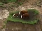 Three cows miraculosly survive New Zealand earthquake