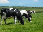 Tax meat and dairy to cut emissions and save lives, study urges