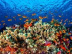 Two French tourists die after suffering heart attacks while snorkelling on Australia's Great Barrier Reef