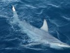 Shark seriously injures fisherman off Australian coast