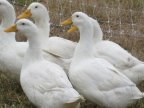 190,000 ducks destroyed at six Dutch farms after bird flu outbreak