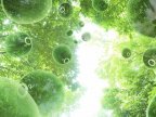 Scientists try to modify plants to produce more food from photosynthesis