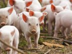 ANSA lifted quarantine in Palanca and Tudora after swine fever outbreak