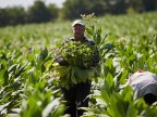 Moldovan farmers get state subventions