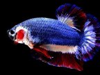 Siamese fighting fish in colors of Thai flag gets sold for £1,200