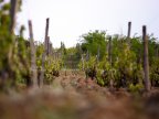 Drone that can detect diseases was tested on a vineyard from Moldova 