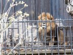 Chisinau Zoo prepares animals for chilly winter (PHOTOREPORT)