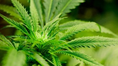 Canadian government: Recreational marijuana should come in plain packaging