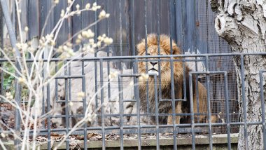 Chisinau Zoo prepares animals for chilly winter (PHOTOREPORT)