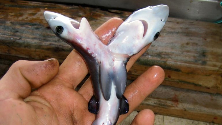 Two-headed sharks keep popping up and no one knows why