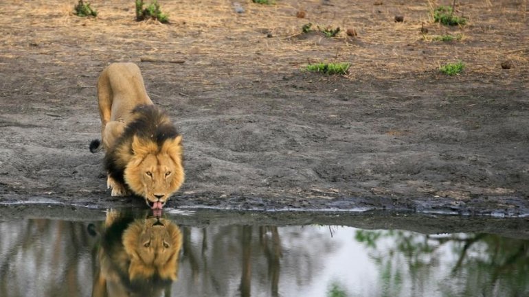 Cecil the Lion: Charges dropped against professional hunter