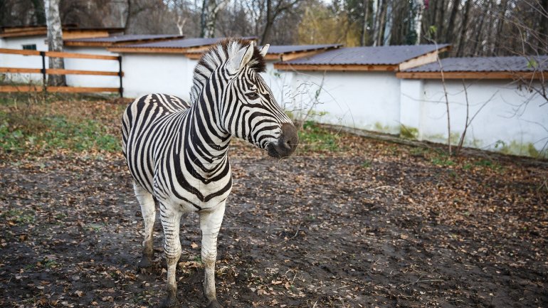 Chisinau Zoo prepares animals for chilly winter (PHOTOREPORT)