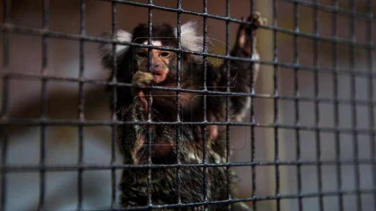 Chisinau Zoo prepares animals for chilly winter (PHOTOREPORT)