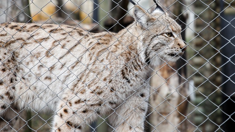 Chisinau Zoo prepares animals for chilly winter (PHOTOREPORT)