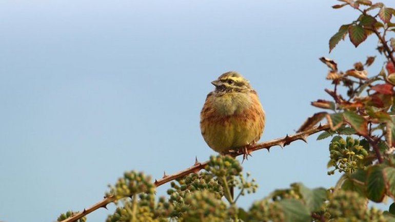 British farmland bird bounces back from brink of extinction