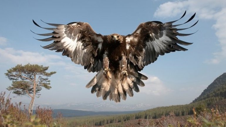 UK golden eagle population soars to new heights 