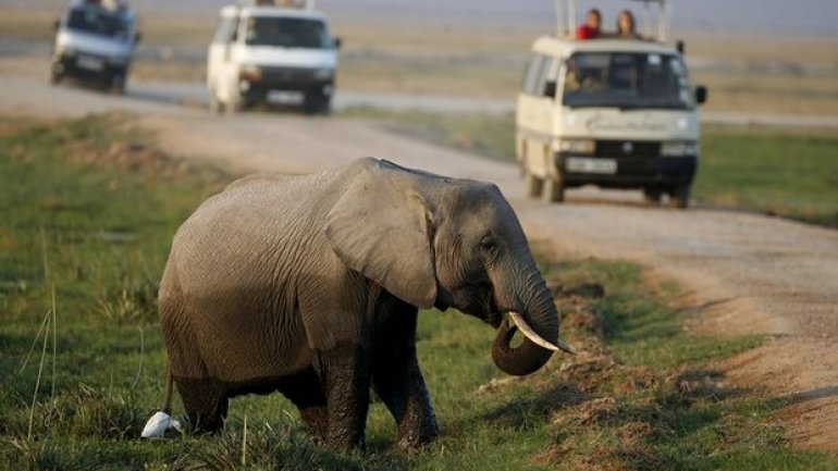 Elephant poaching costing African nations millions in lost tourism revenue