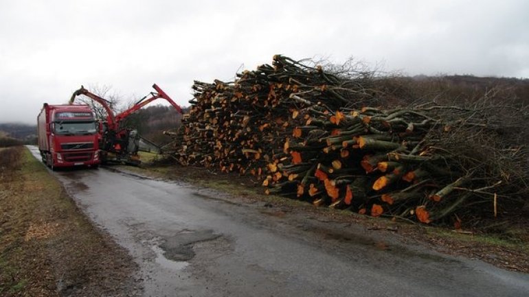 Protected forests in Europe felled to meet EU renewable targets – report