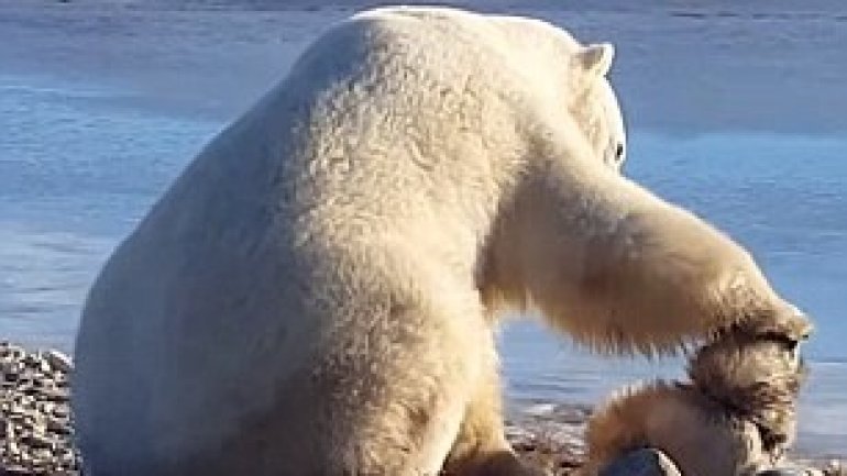 Incredible moment a wild polar bear pets a sled dog in Canada (VIDEO)