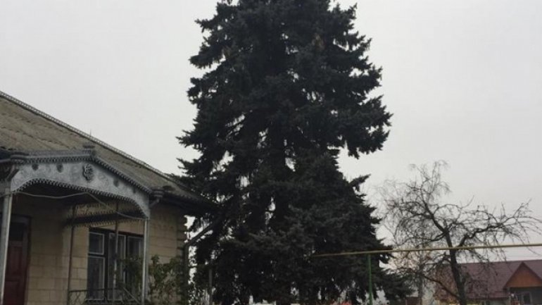 Country's main Christmas tree brought in National Square