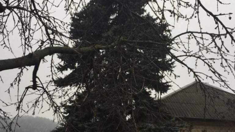 Country's main Christmas tree brought in National Square