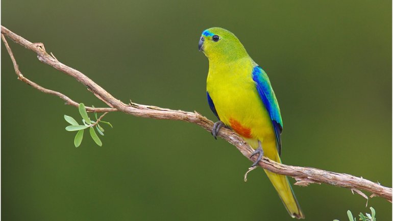 Scientists scale trees in desperate attempt to save orange-bellied parrot