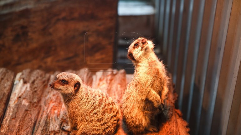 Chisinau Zoo prepares animals for chilly winter (PHOTOREPORT)