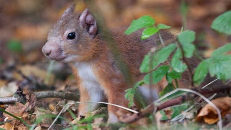 Leprosy revealed in red squirrels across British Isles