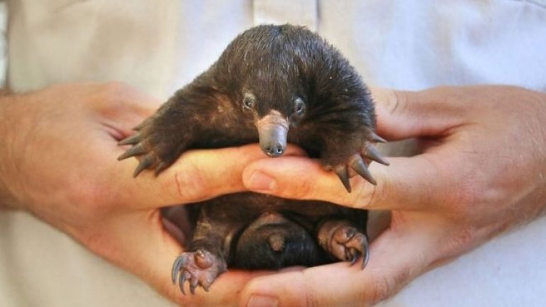 Sydney zoo celebrates first puggle births in decades