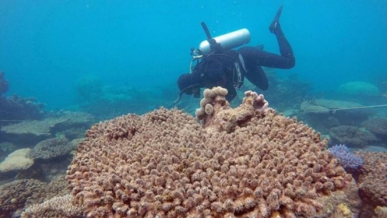 Study: Great Barrier Reef suffered worst bleaching on record in 2016