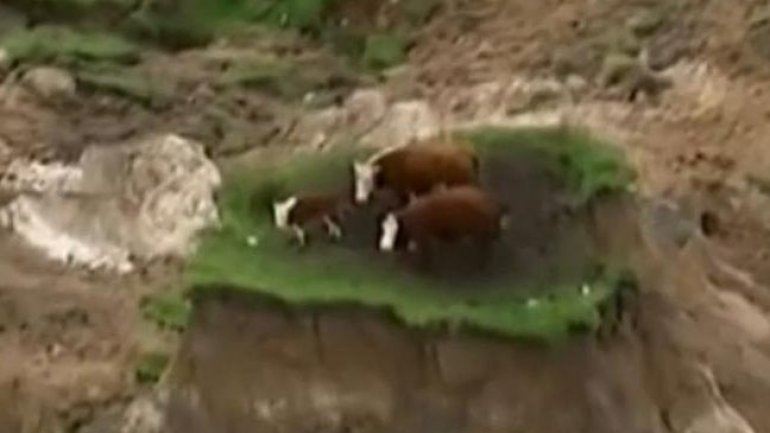 Three cows miraculosly survive New Zealand earthquake