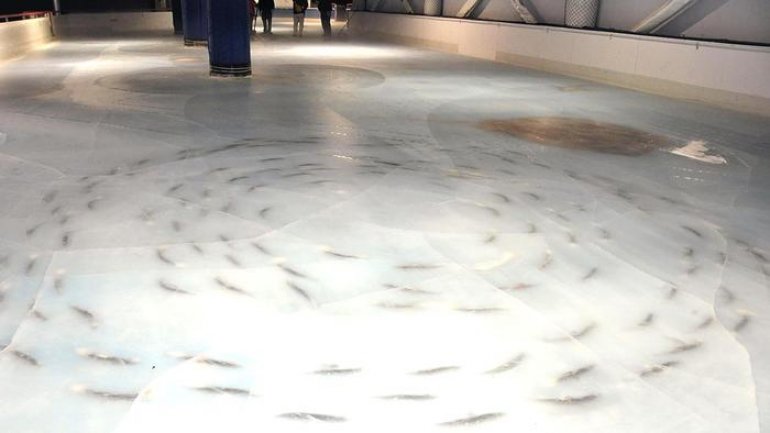 Anger as Japanese skating rink freezes thousands of fish into ice