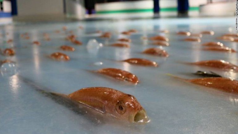 Anger as Japanese skating rink freezes thousands of fish into ice