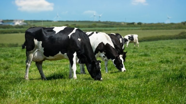 Tax meat and dairy to cut emissions and save lives, study urges