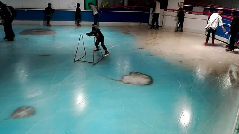 Anger as Japanese skating rink freezes thousands of fish into ice