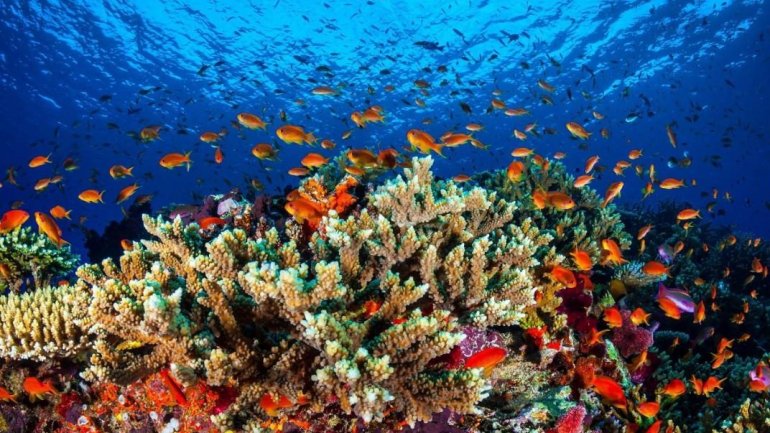 Two French tourists die after suffering heart attacks while snorkelling on Australia's Great Barrier Reef