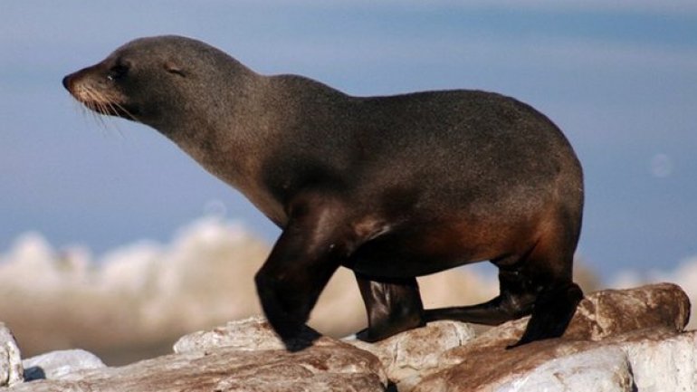 New Zealand earthquake: fears for wildlife along devastated coastline