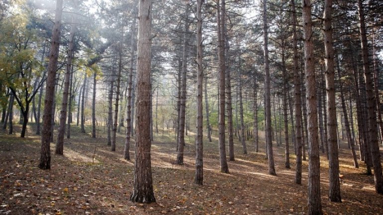 Employees of Central Administrative Authority in Forestry detained for illegal deforestation