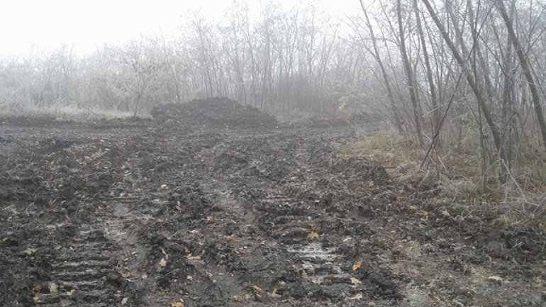 Illegal deforestation carried out by Balti and Falesti groups brings damage of millions