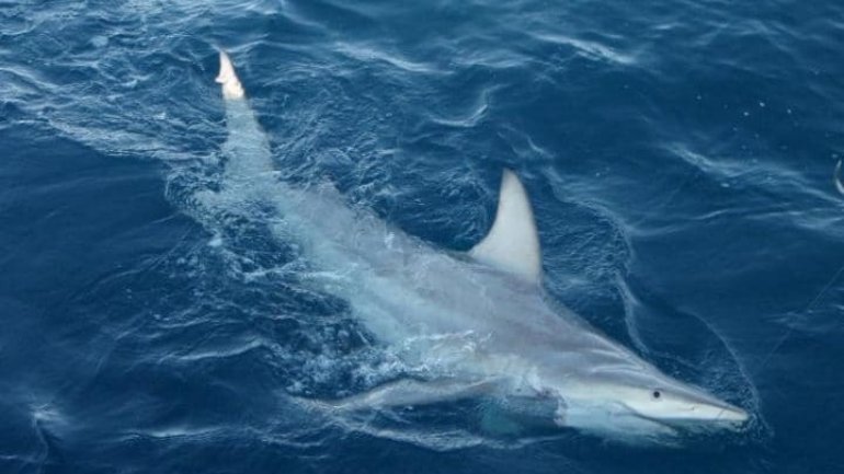 Shark seriously injures fisherman off Australian coast