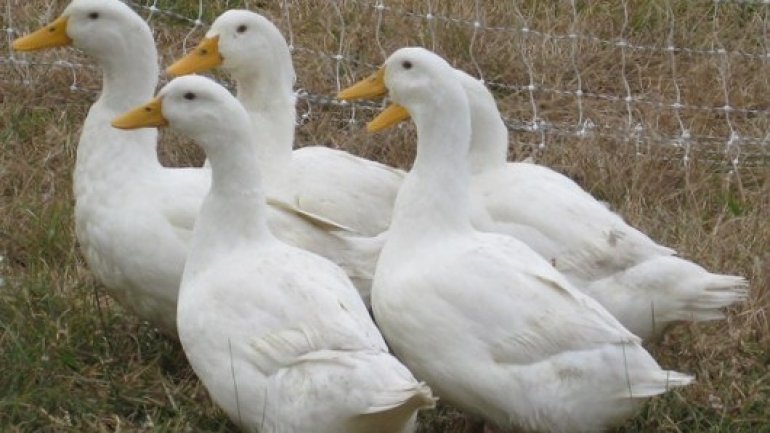 190,000 ducks destroyed at six Dutch farms after bird flu outbreak