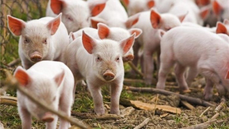 ANSA lifted quarantine in Palanca and Tudora after swine fever outbreak