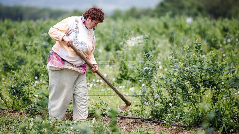 Grants worth 630 million lei for agricultural technology 