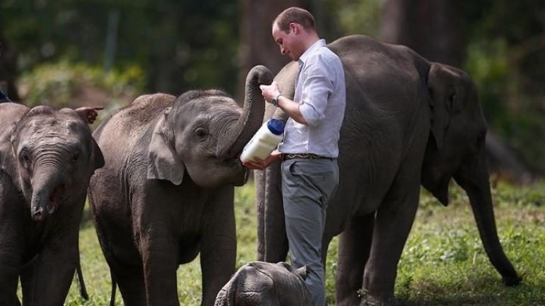 Prince William arrives in Vietnam for wildlife meeting