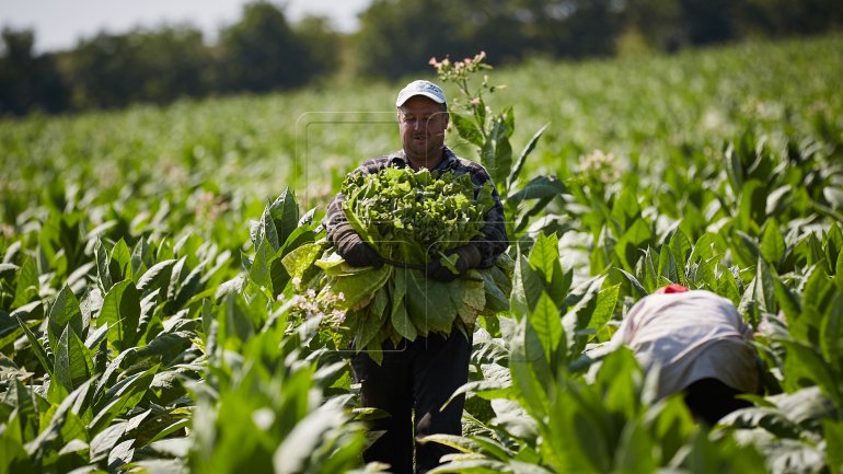 Moldovan farmers get state subventions