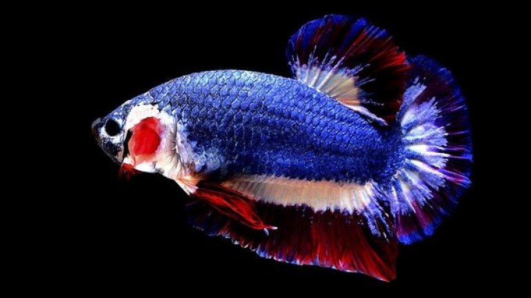 Siamese fighting fish in colors of Thai flag gets sold for £1,200