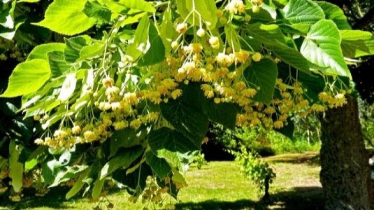 Over 1,000 trees to be planted this year in Chisinau