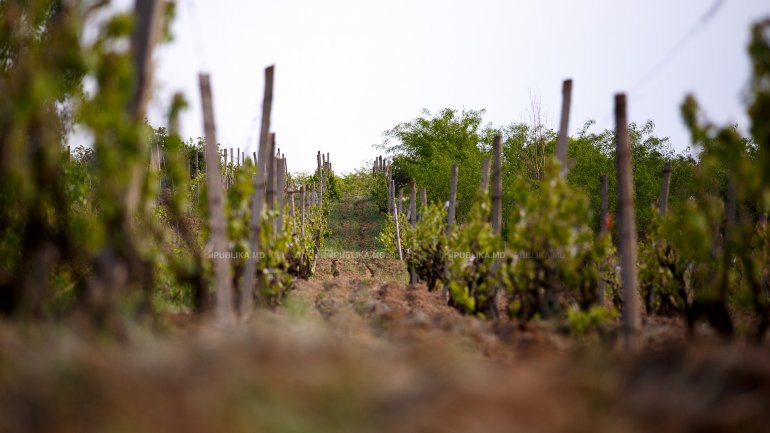 Drone that can detect diseases was tested on a vineyard from Moldova 