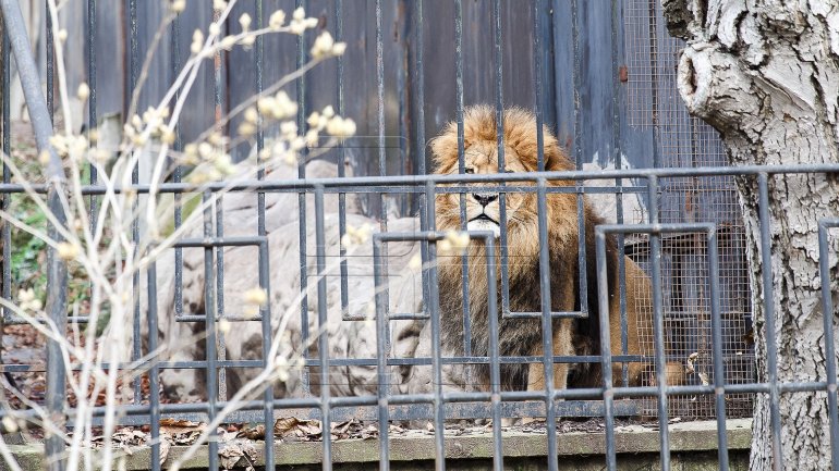 Capital's Zoo might get expanded and renovated