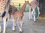 Amazing footage shows baby giraffe dropping two metres to ground during birth (VIDEO)